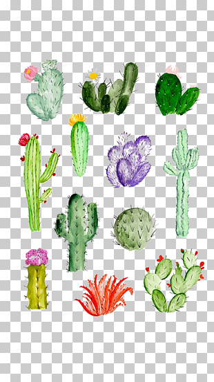 Cactaceae Drawing Watercolor painting Succulent plant, cactus, cactus plant illustration PNG clipart
