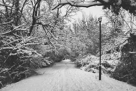 grayscale photo of pathway with trees covered with snow thumbnail