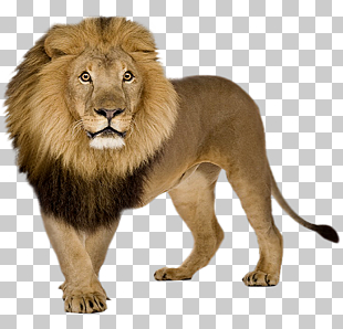 Lion Icon, Lion , brown lion PNG clipart