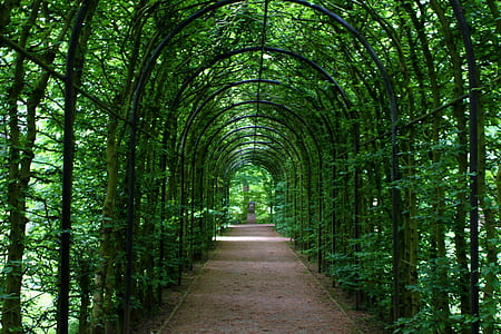 road surrounded by green tress thumbnail