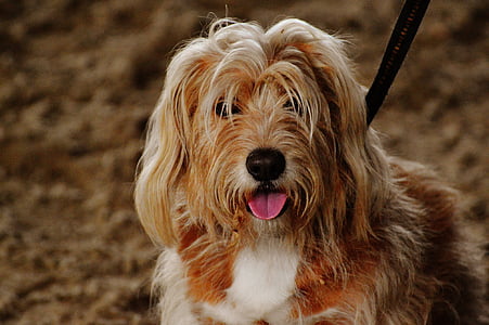 adult tan and white labradoodle thumbnail