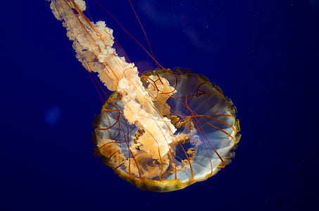 closeup photo of brown jellyfish thumbnail