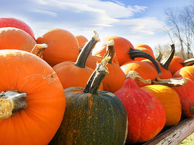 close up of orange, red, and green pumpkins thumbnail