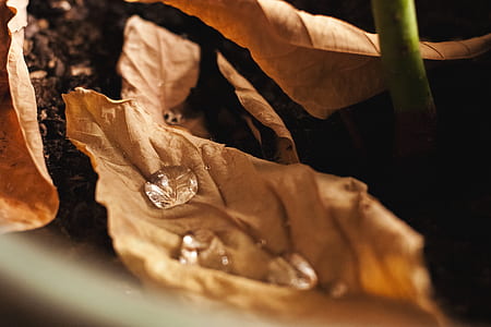 focus photography of water droplet on withered leaf thumbnail