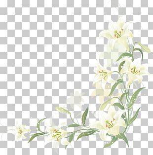 Hand-painted lily border, white lily flowers illustration PNG clipart