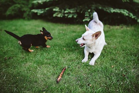 Dog playing with stick thumbnail