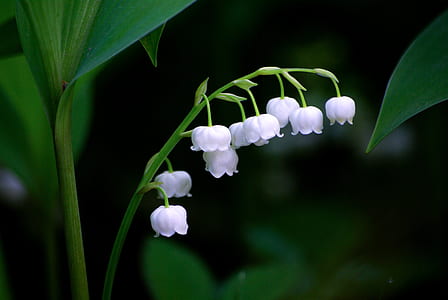 white flowers thumbnail