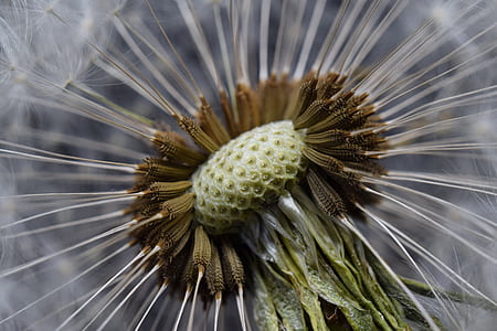 white dandelion thumbnail