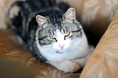 animal, pet, cute, kitten thumbnail