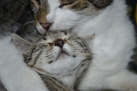 closeup photo of gray and white cat and kitten thumbnail