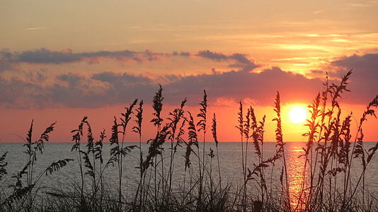 silhouette of grasses near body of water during golden hour thumbnail