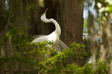white long-neck bird thumbnail