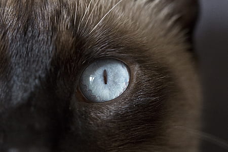 closeup photo of short-fur gray cat eye thumbnail