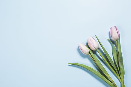 Tulips On Brights Blue Photo thumbnail