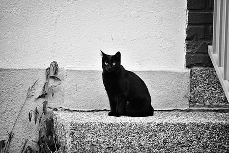 short-coated black cat on gray concrete stair thumbnail