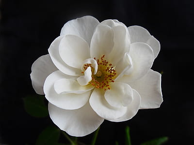 close-up photo of white rose flower thumbnail