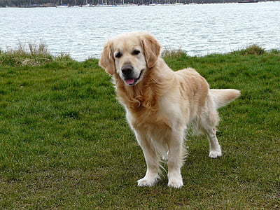 yellow Labrador retriever mix thumbnail