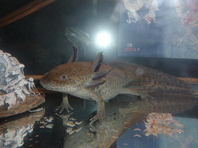 gray axolotl in water thumbnail