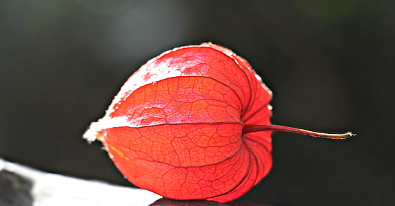 red round fruti thumbnail