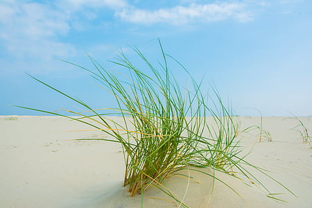 green grass on dessert thumbnail