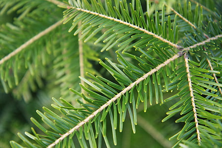 closeup photo of pine tree leaves thumbnail