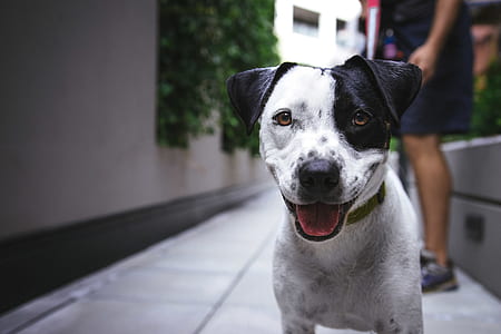 short-coated white and black puppy in selective focus photography thumbnail