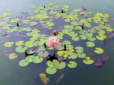 pink water lily flower on pond thumbnail