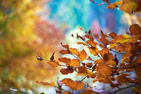 dried leaves in tilt shift lens photography thumbnail