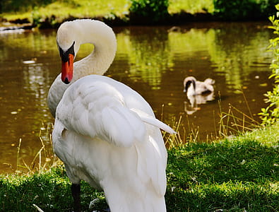 two white swan thumbnail