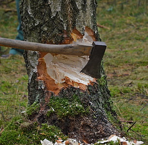 brown axe on tree trunk thumbnail