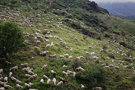 lot of sheep on mountain with field of grass thumbnail