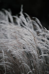 white plant field photography thumbnail