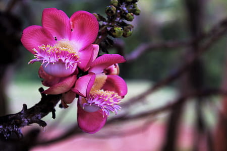 selective focus photography of pink petaled flowers thumbnail