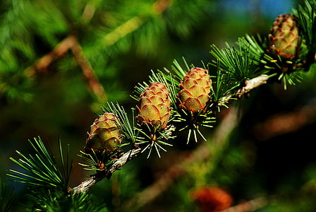 macro photography of brown pine cone thumbnail