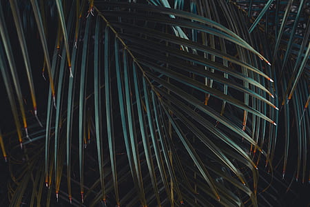 green sago palm plant leaf thumbnail