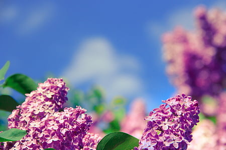 pink flowers thumbnail