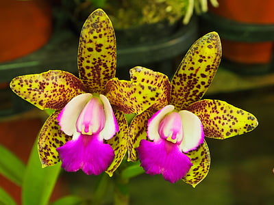 selective focus photography yellow and pink flower thumbnail