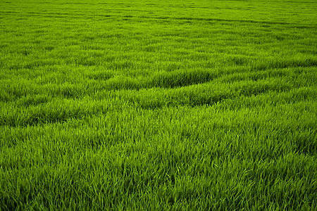 field with green gras thumbnail