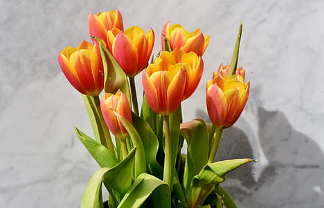 red Tulip flower thumbnail