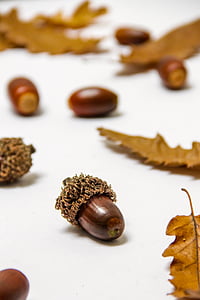 brown nut on white surface selective focus photography thumbnail