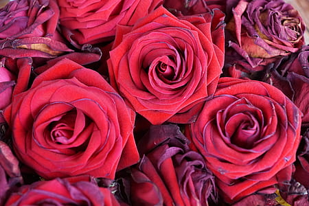 red roses blooming thumbnail