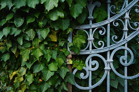 lobed-shaped green leaf vine near metal fence thumbnail