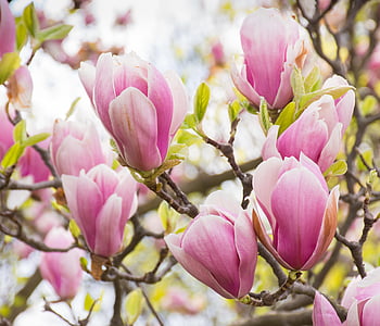 purple saucer magnolia flowers in bloom thumbnail