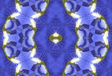 Photo-manipulation of flower rendered for symmetry thumbnail