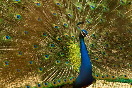 blue and green peacock thumbnail