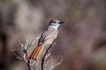 Bird on branch in Santa Fe, New Mexico thumbnail