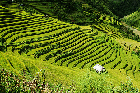 green rice terraces during daytime thumbnail