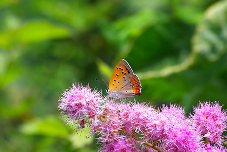 butterfly perched on pink flowers thumbnail