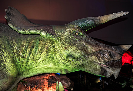Head of Triceratops thumbnail