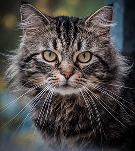 close-up photo of gray tabby cat thumbnail